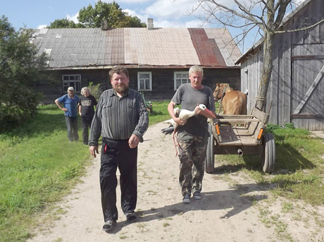 Gandrus užklupo nelaimės Gandrus užklupo nelaimės
