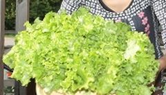 Nitratus iš daržovių nesunku pašalinti Nitratus iš daržovių nesunku pašalinti