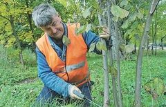 Pašalpininkų darbas organizuojamas kaip kam išeina Pašalpininkų darbas organizuojamas kaip kam išeina