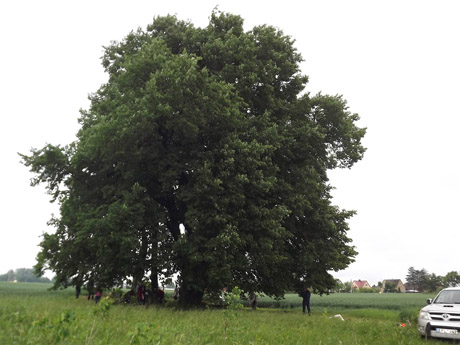Liepos sulaukė žmonių pagalbos Liepos sulaukė žmonių pagalbos