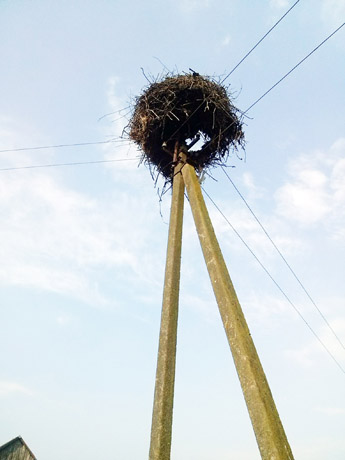 Perkūnija nepagailėjo ir gandrų Perkūnija nepagailėjo ir gandrų