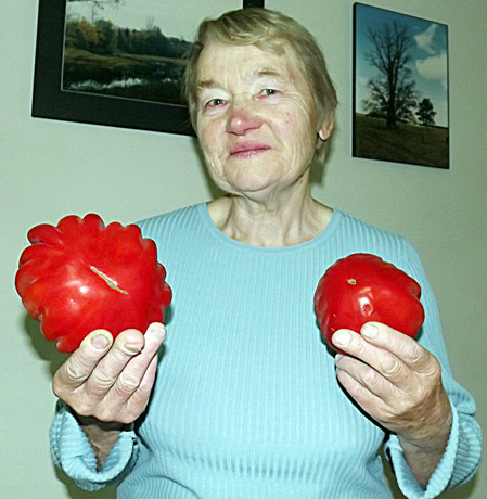 Užaugo pomidoras gigantas Užaugo pomidoras gigantas