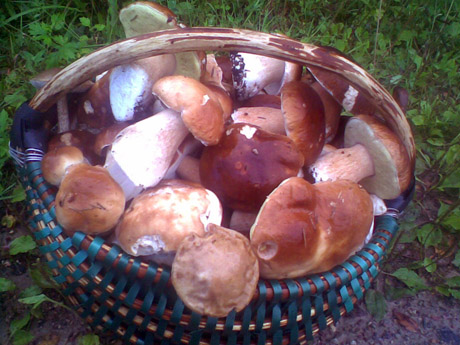 Kelmiškis pririnko 300 baravykų Kelmiškis pririnko 300 baravykų