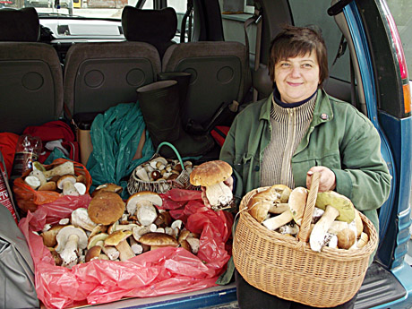 Kudulių grybai Kudulių grybai