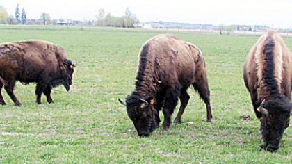 Biurokratai nugali bi­zo­nų au­gin­to­jus