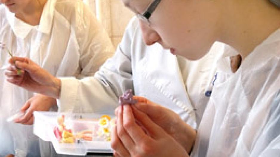 Susipažinome su konditerio specialybe Susipažinome su konditerio specialybe