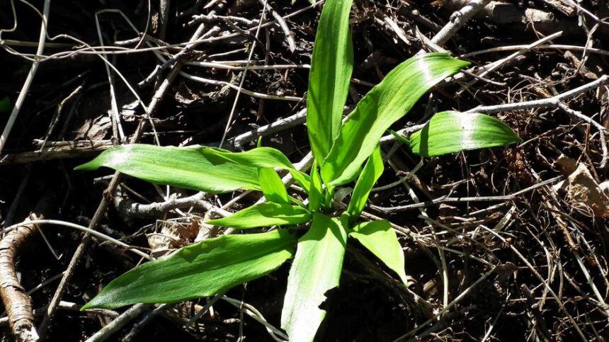 cesnakasmeskinisjaunas01