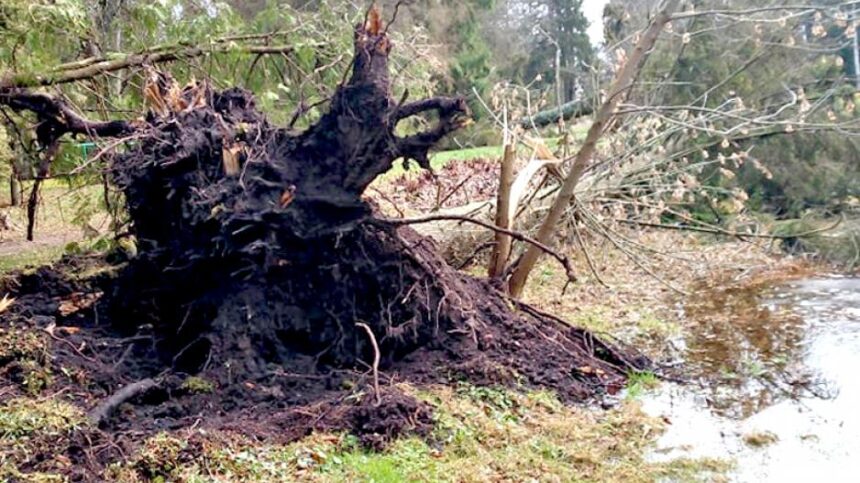 likenai-vejovartos1p