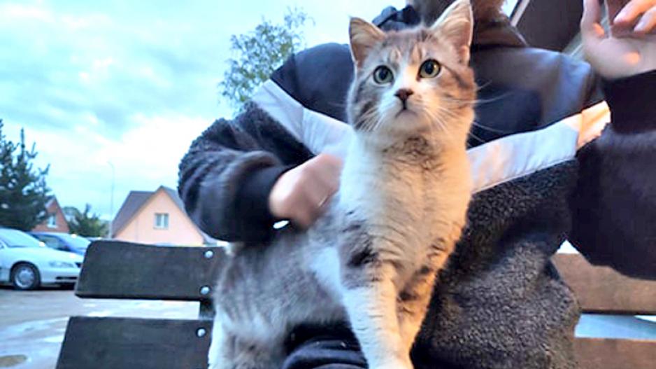 katinasp