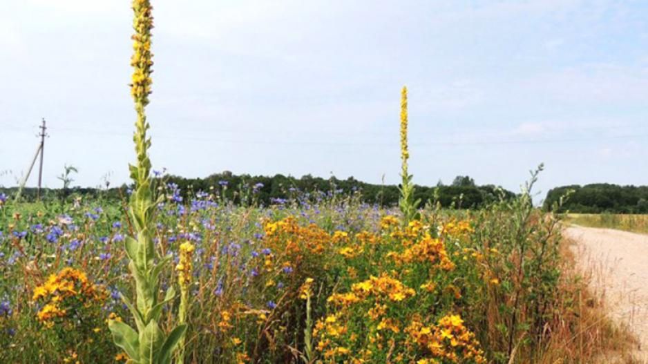 kaimas-16893-s650x492