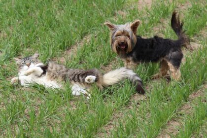 sapnagiaidulkese24gbs