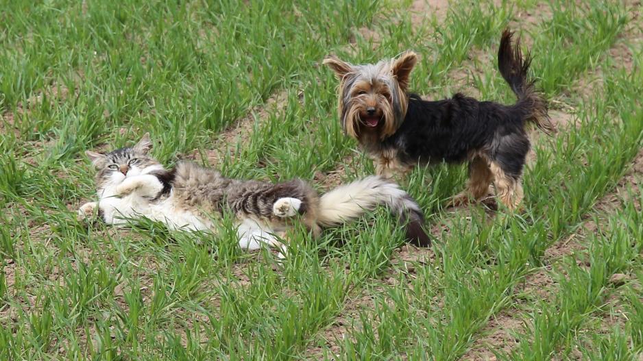 sapnagiaidulkese24gbs