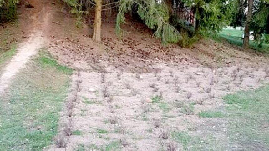 parkas-lanksvoskrumeliai