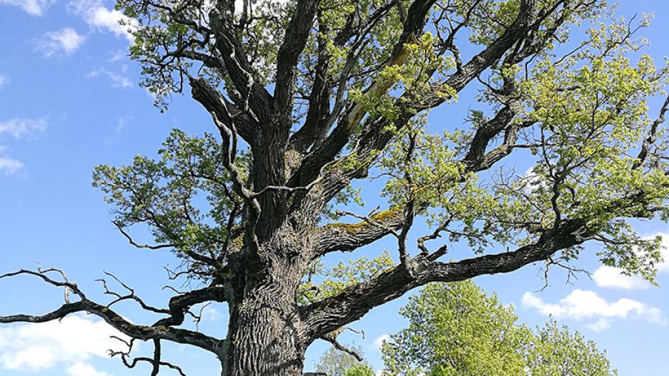 didzpanemunesazuolasgaliunas