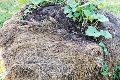 agurkassienoritinys01