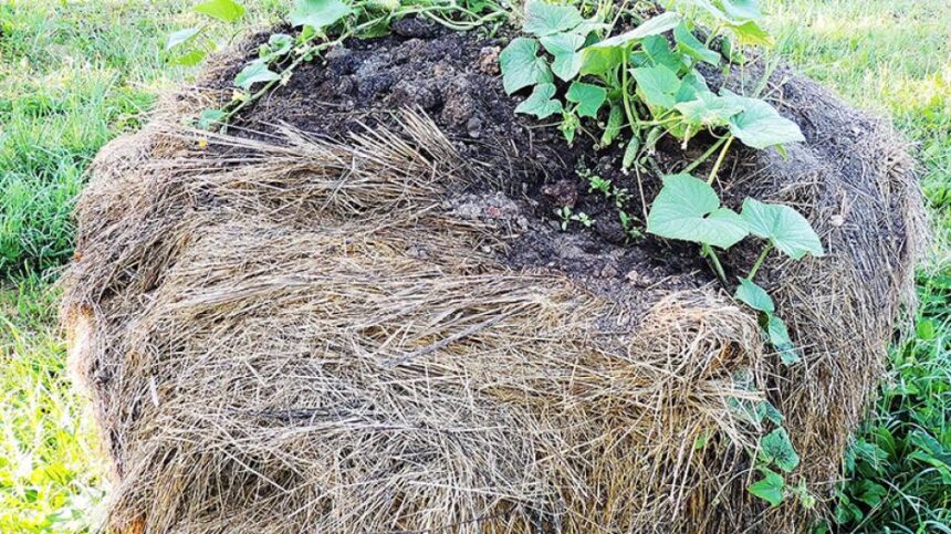 agurkassienoritinys01