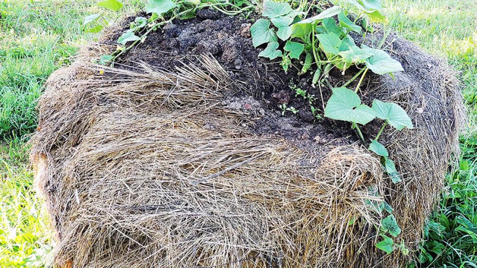 agurkassienoritinys01