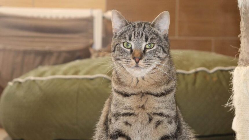 3150123966440738907809973805180442923978188n