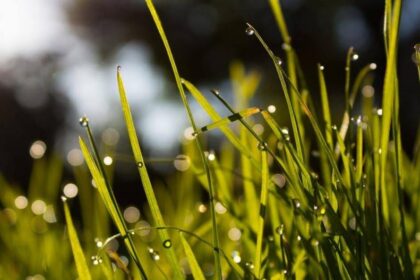 sodotraktoriukaisuhidrostatinepavara-kastaiirarvertainvestuoti