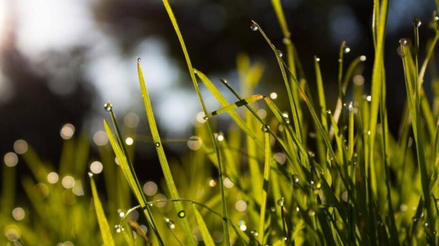 sodotraktoriukaisuhidrostatinepavara-kastaiirarvertainvestuoti