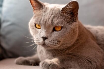 arpasirinktaskraikasgalipaveiktikateselgesi