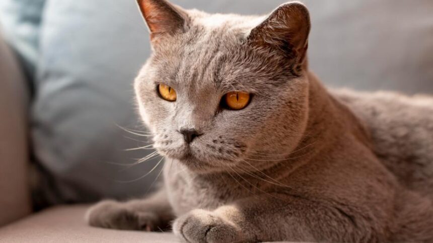 arpasirinktaskraikasgalipaveiktikateselgesi