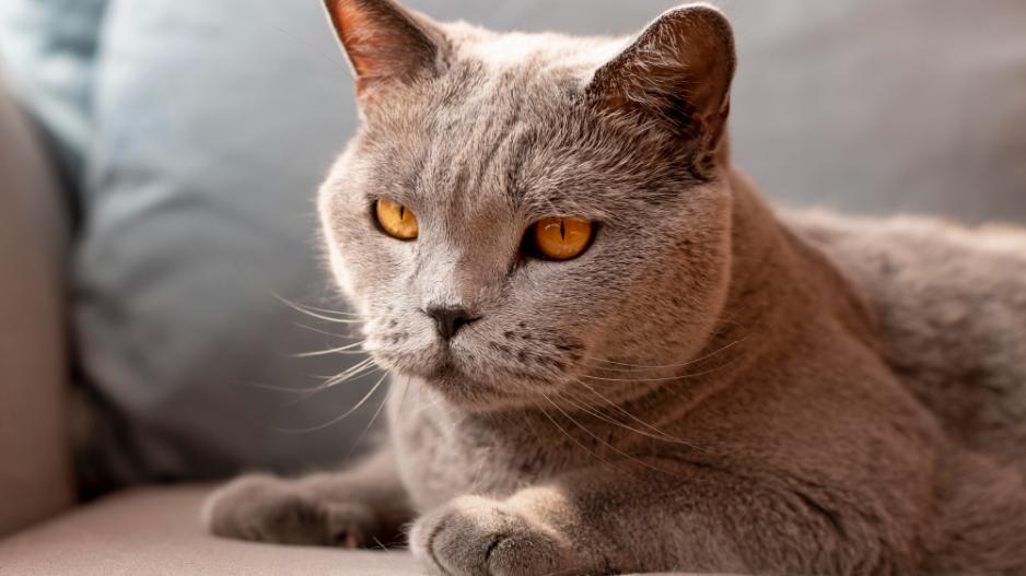 arpasirinktaskraikasgalipaveiktikateselgesi